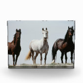 Jonge Wilde Hengsten Fotoblokken (Voorkant)