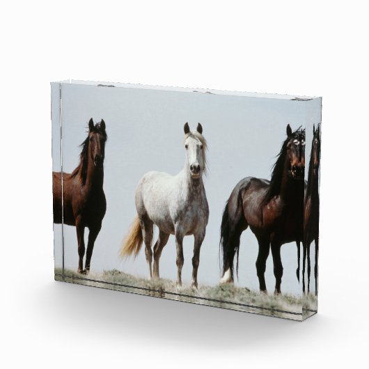 Jonge Wilde Hengsten Fotoblokken (Rechts)