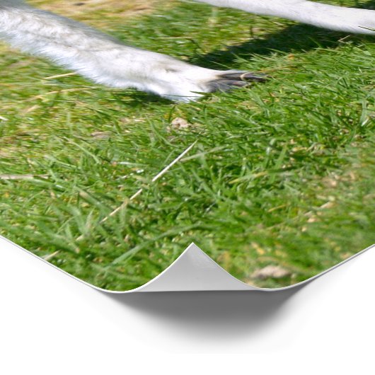 Jonge witte en zwarte alpiaca briefkaart T-Shirt Poster (Hoek)