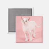 Jonge witte kat 2 magneet (Voorkant / Achterkant)