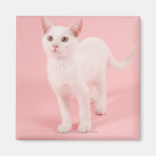 Jonge witte kat 2 magneet