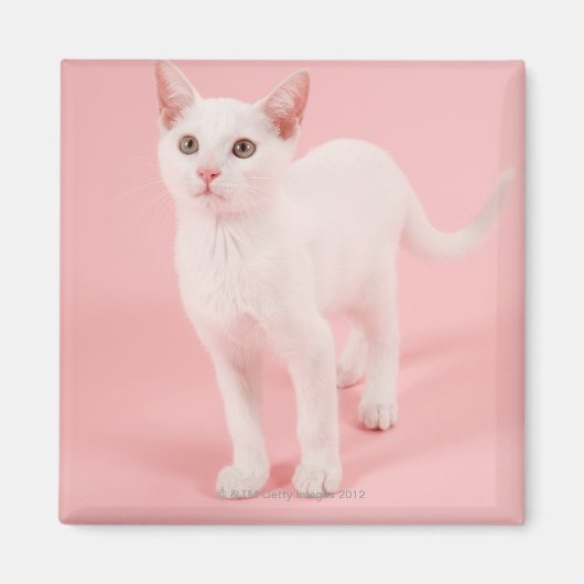 Jonge witte kat 2 magneet (Voorkant)