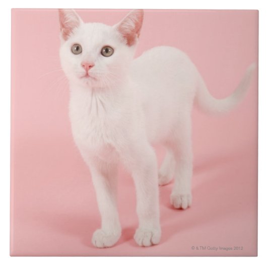 Jonge witte kat 2 tegeltje (Voorkant)