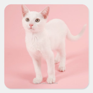Jonge witte kat 2 vierkante sticker