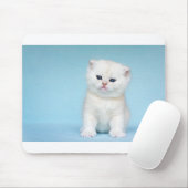 Jonge witte kat zit op blauwe achtergrond muismat (Met muis)