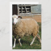 Jonge witte schapen op het Boerderij Briefpapier (Voorkant / Achterkant)