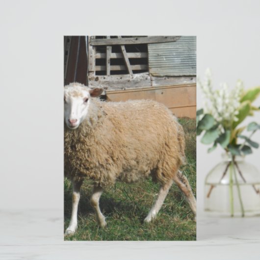 Jonge witte schapen op het Boerderij Briefpapier (Staand voorkant)