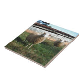 Jonge witte schapen op het Boerderij Tegeltje (Zijkant)