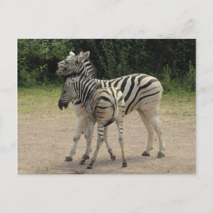 Jonge Zebra en moederspelen Briefkaart