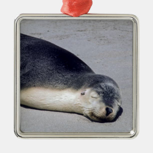 Jonge zeehond die op het strand slaapt - Australië Metalen Ornament