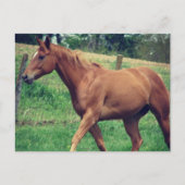 jongen, Scotch Briefkaart (Voorkant)