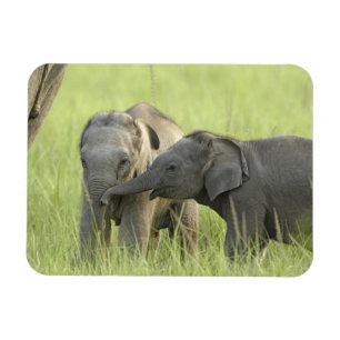 Jongen van de Indische / Aziatische Olifant Magneet