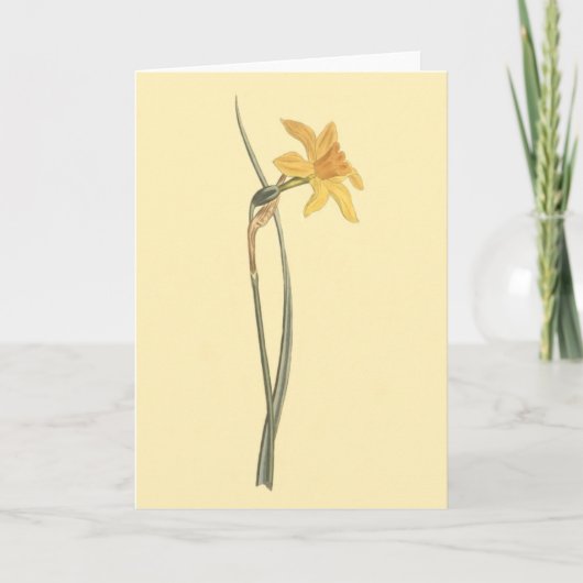 Jonquil Daffodil Gele Bloem Illustratie Kaart (Voorkant)