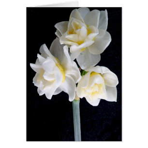 Jonquil Flower - Ecclesiastes 3:1