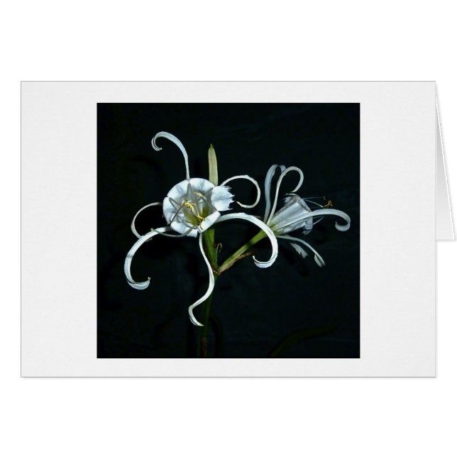 Jonquille péruvienne (Devant Horizontal)