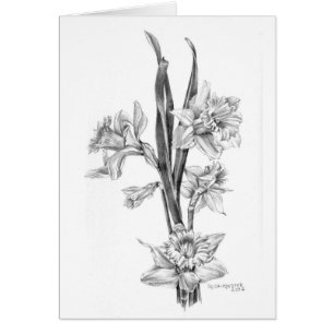 Jonquilles au crayon