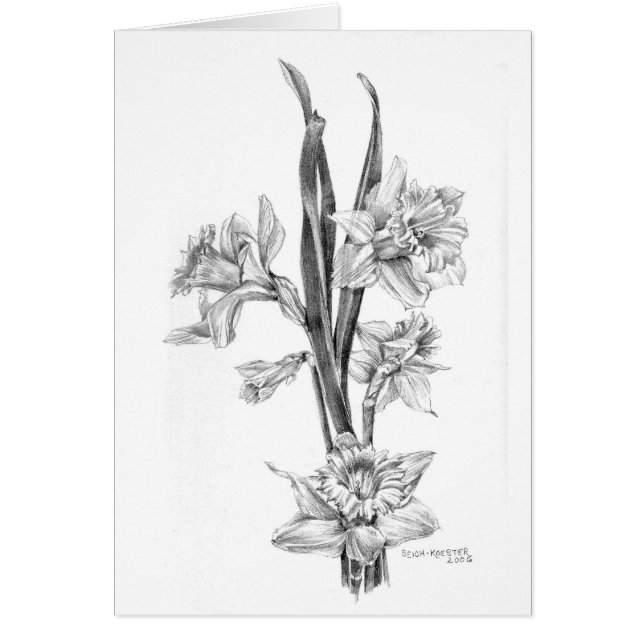 Jonquilles au crayon (Devant)