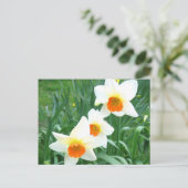 Jonquilles blanches - Carte postale (Debout devant)