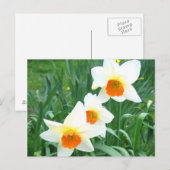 Jonquilles blanches - Carte postale (Devant / Derrière)