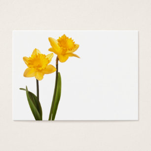 Jonquilles jaunes sur le blanc - blanc de fleur de