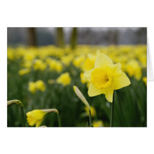 Jonquilles (RF)