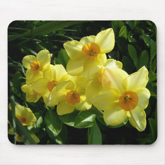 Jonquils/Daffodils/Narcissus Muismat (Voorkant)