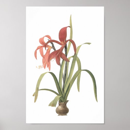 joodse lily(Amaryllis formosissima) van Redouté Poster (Voorkant)