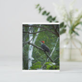 Jordan Pond Pileated Woodpecker. Briefkaart (Staand voorkant)