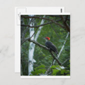 Jordan Pond Pileated Woodpecker. Briefkaart (Voorkant / Achterkant)