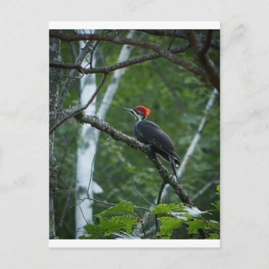 Jordan Pond Pileated Woodpecker. Briefkaart (Voorkant)