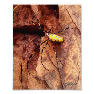 Joro Spider Foto Afdruk
