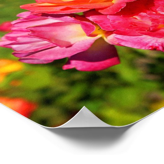 Joseph’s Coat Rose #1 Poster (Coin)