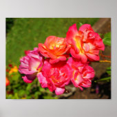 Joseph’s Coat Rose #1 Poster (Devant)