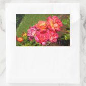 Joseph's Coat Roos #1-2 Stickers (Tas)