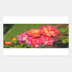 Joseph's Coat Roos #1-2 Stickers