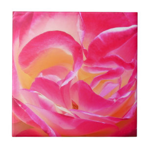 Joseph's Coat Roos - Tile Tegeltje
