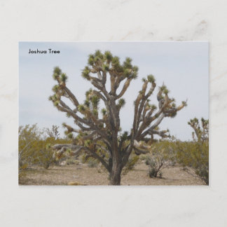 joshua, Joshua Tree Briefkaart
