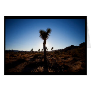 Joshua Tree