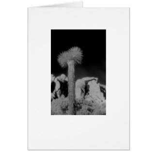 "Joshua Tree"