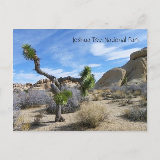 Joshua Tree Briefkaart! Briefkaart (Voorkant)