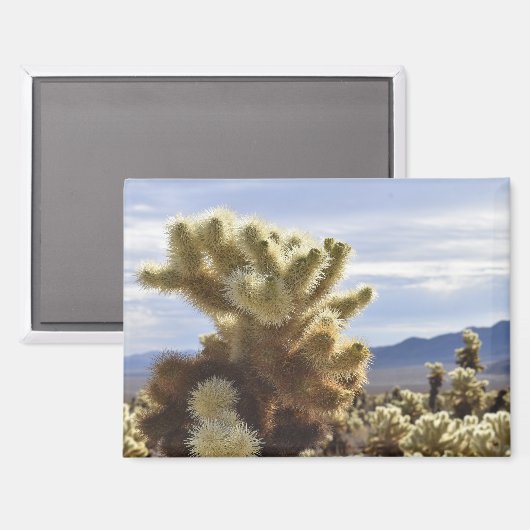 Joshua Tree Cholla Magnet (Recto/Verso)