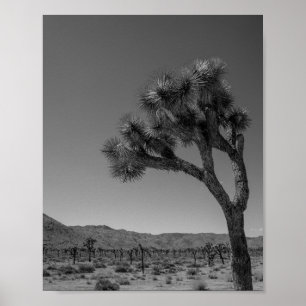 Joshua Tree Desert Landscape - National Park Foto Poster