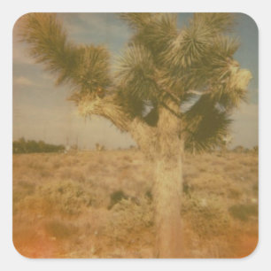 Joshua Tree gedecoreerd Vierkante Sticker