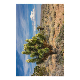 Joshua tree in bloom bij Las Vegas Foto Afdruk