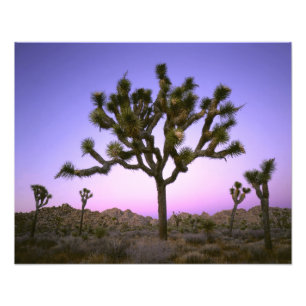 JOSHUA TREE NATIONAAL PARK, CALIFORNIË. VS. FOTO AFDRUK