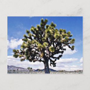 Joshua Tree - Nationaal Park Joshua Tree Briefkaart