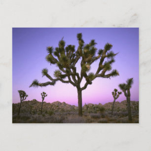 JOSHUA TREE NATIONAL PARK, CALIFORNIA. Verenigde S Briefkaart