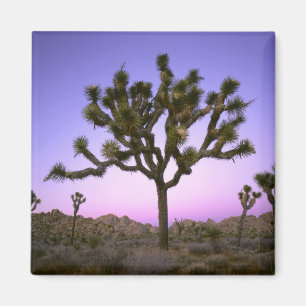 JOSHUA TREE NATIONAL PARK, CALIFORNIA. Verenigde S Magneet