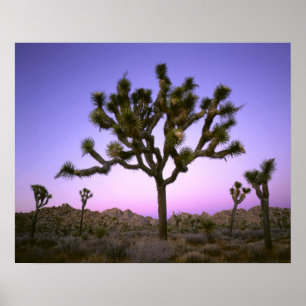 JOSHUA TREE NATIONAL PARK, CALIFORNIA. Verenigde S Poster