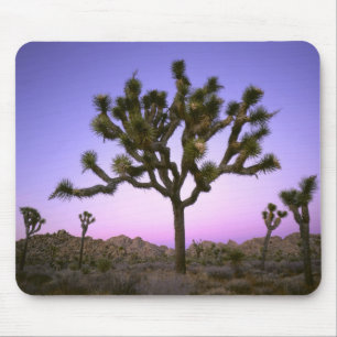 JOSHUA TREE NATIONAL PARK, CALIFORNIË. VS. MUISMAT